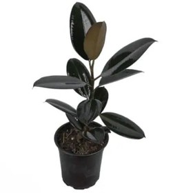 تصویر گیاه فیکوس بلک 