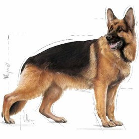 تصویر غذای سگ رویال کنین مدل مکسی ادالت وزن 15 کیلوگرم ا royal canin dog dry food maxi adult 15kg royal canin dog dry food maxi adult 15kg