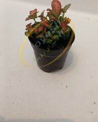 تصویر گیاه فیتونیا قرمز FITTONIA PLANT 