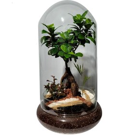 تصویر تراریوم بونسای فیکوس رتوزا مدل 01 
