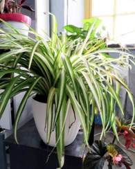 تصویر گیاه گندمی برای دکوراسیون کلاسیک و سنتی منزل 