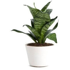 تصویر گلدان آپارتمانی ورزیا زبرا 