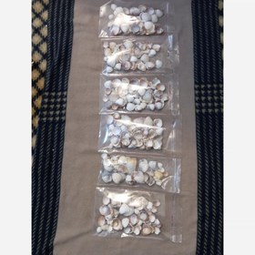 تصویر صدف دریایی 