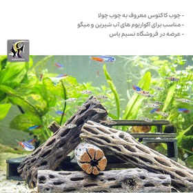 تصویر چوب چولا یا چوب کاکتوس مناسب آکواریوم BorneoWild Cactus wood 2