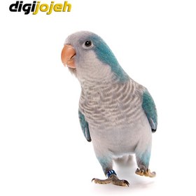 تصویر طوطی راهب 