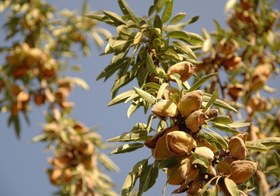 تصویر نهال بادام مامایی 