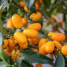 تصویر نهال کامکوات Kumquat seedlings