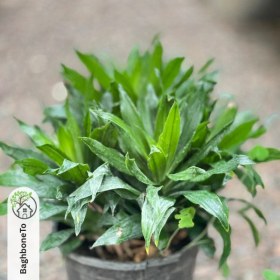 تصویر کامپکت چند سر 