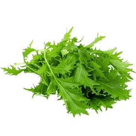 تصویر خردل ژاپنی Mizuna