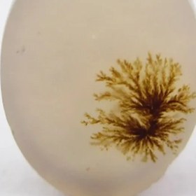 تصویر سنگ شجر کد 2311 