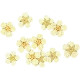 تصویر گل خشک اسپیره سفید 10 عددی 