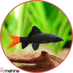 تصویر فروشگاه ماهینو