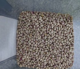 تصویر لوبیا چیتی Pinto Beans