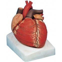 تصویر مدل (مولاژ) قلب دراندازه طبیعی 