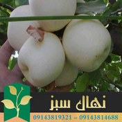 تصویر نهال سیب سفید شیشه ای 