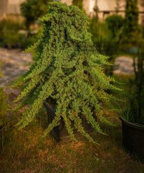 تصویر کاج جونی پرس ستاره ای 