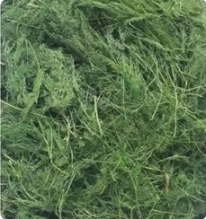 تصویر شوید خشک شده اعلا فله ۱۰kg 10kg