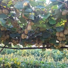 تصویر کیوی درجه1 