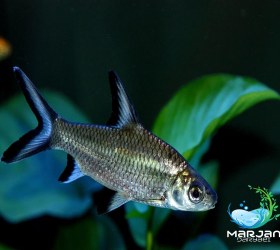 تصویر ماهی سیلور شارک 6-7 سانت 