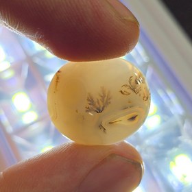 تصویر نگین شجر اصل 