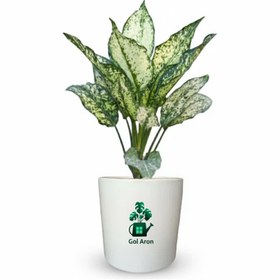 تصویر آگلونما برفی گلآرون 