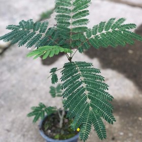 تصویر نهال کمیاب آکاسیا برگ بیدی (صمغ عربی) سطل 4 Rare seedling of Acacia Saligna (gum Arabic) bucket 4