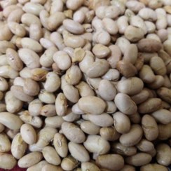 تصویر سویا آجیلی 