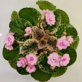 تصویر بنفشه آفریقایی واریته Rose Bouquet 