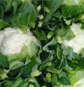 تصویر گل کلم عقیلی 