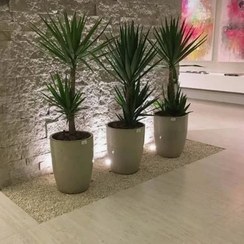 تصویر استفاده از گیاه یوکا فیلی برای تزئین دیوارهای سبز 