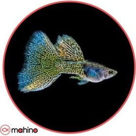 تصویر ماهی گوپی بلو متال (جفت) - 2 تا 3 سانتی متر 