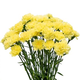 تصویر بذر میخک زرد 40 عددی 