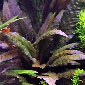 تصویر گیاه آبزی آکواریوم پلنت کریپتون بچتی Cryptocoryne Petchii 