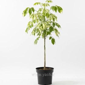 تصویر شفلرا طلایی 