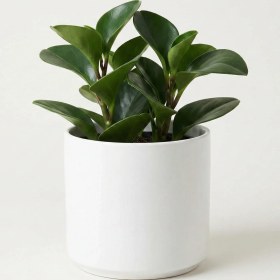 تصویر گیاه قاشقی 