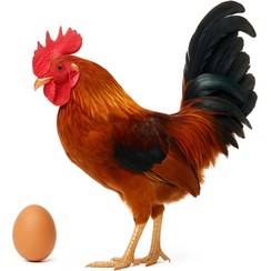 تصویر تخم نطفه دار مرغ جاپنیز 