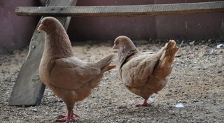 تصویر پرورش کبوتر گوشتی 