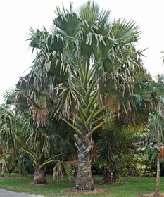 تصویر بذر نخل پالمیرا ماداگاسکار – Madagascar Palmyra Palm Seeds 