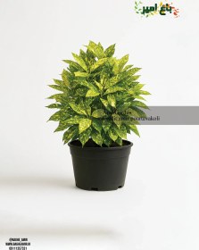 تصویر گیاه آکوبا 