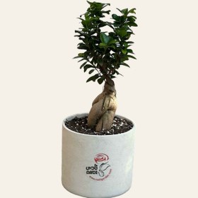 تصویر بونسای فیکوس جنسینگ 