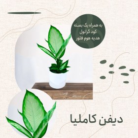 تصویر دیفن کاملیا سرامیکی 