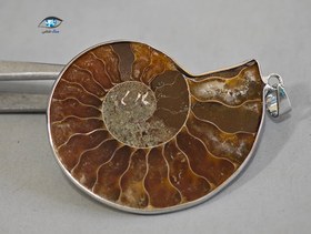 تصویر فسیل آمونیت 10 گرم 