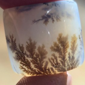 تصویر شجر قائن طبیعی 