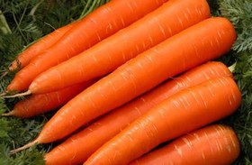 تصویر هویج تک چین قلمی باغات فارس - بزرگ Carrot