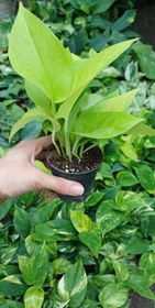 تصویر گل آپارتمانی پتوس نئون گلدون۸ 