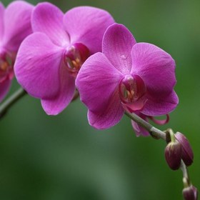تصویر گل ارکیده 