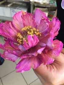 تصویر بودکور ست کاتر گلسازي 5 تايي گلبرگ پيوني 23009 