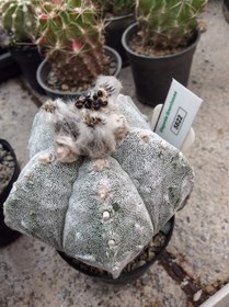 تصویر بذر کاکتوس آستروفیتوم میروستیگما کیکو انزوکا چروک ELG.5822 - بسته 10 عددی Astrophytum Myriostigma kikko onzuka Fukuryu ELG.5822