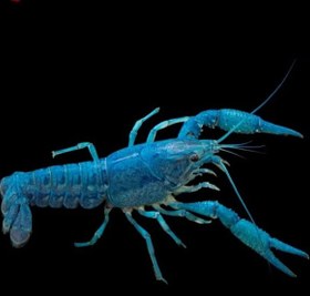 تصویر لابستر آبی ۱۰ تا ۱۲ سانت Lobster Blue