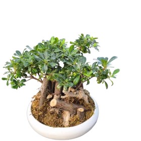 تصویر بونسای میخک هندی 